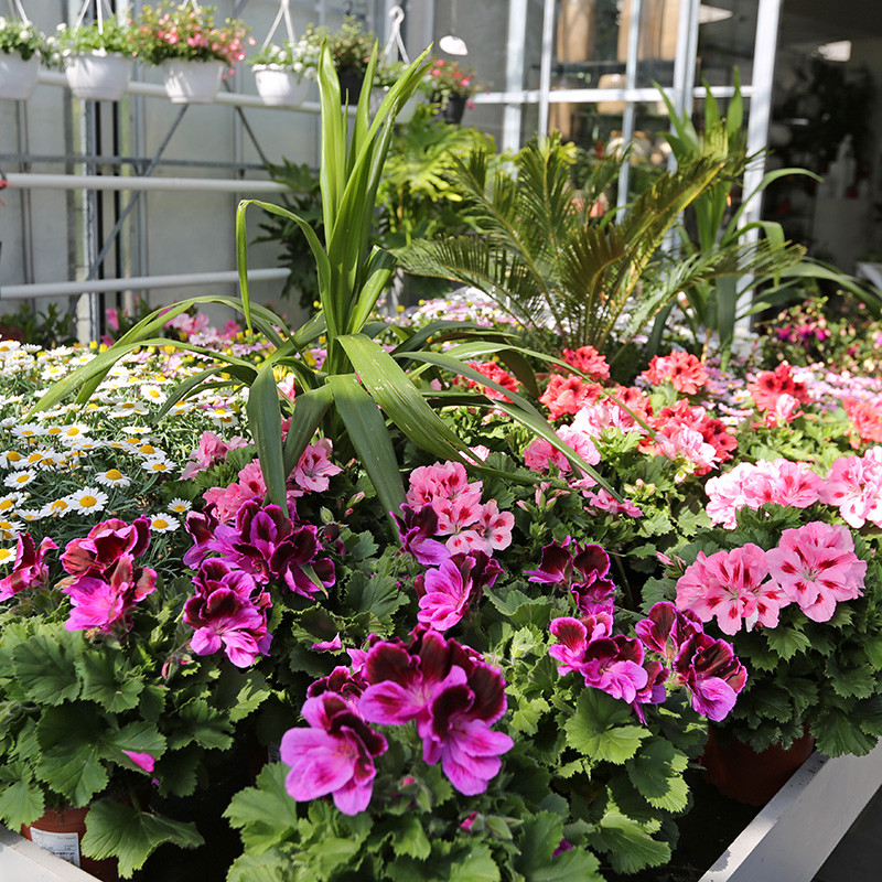 Bloemen en decoratie | Vanallemeersch-Deraedt