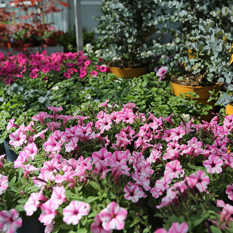 Bloemen en decoratie | Vanallemeersch-Deraedt