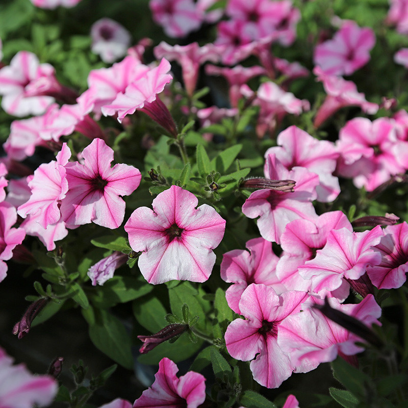 Bloemen en decoratie | Vanallemeersch-Deraedt