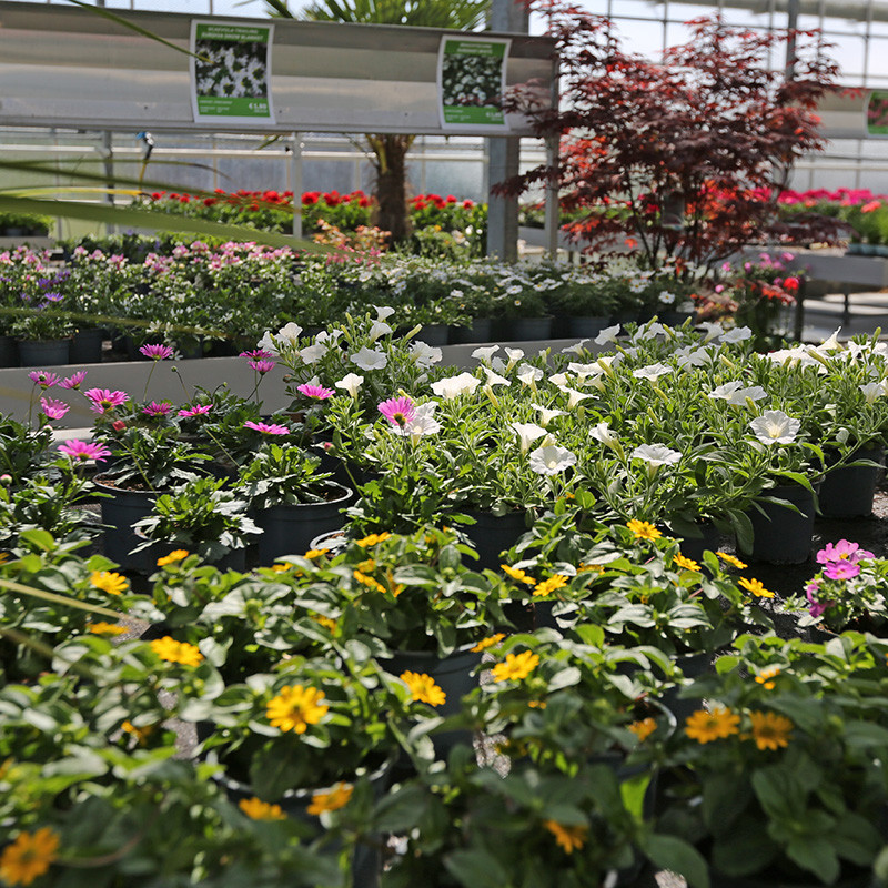 Bloemen en decoratie | Vanallemeersch-Deraedt