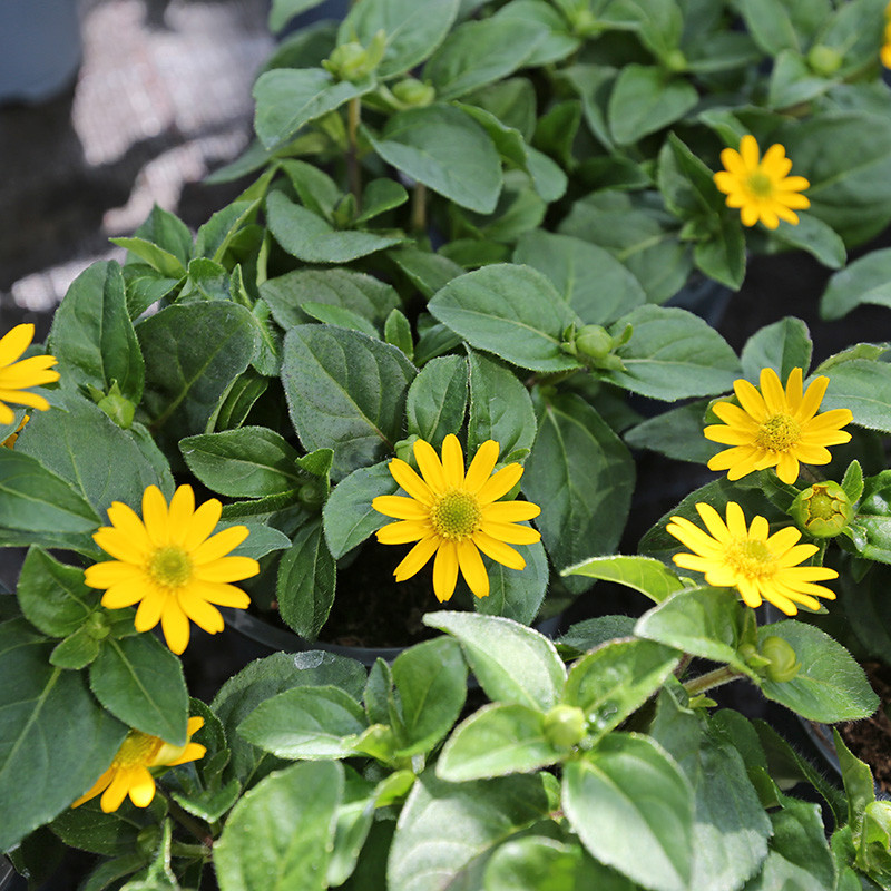 Bloemen en decoratie | Vanallemeersch-Deraedt