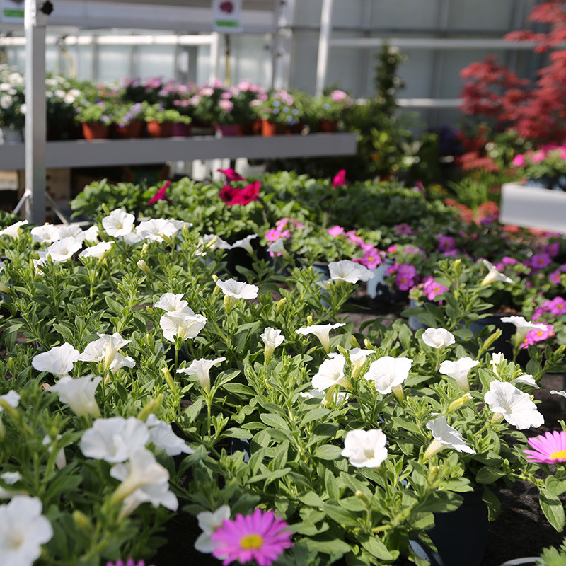 Bloemen en decoratie | Vanallemeersch-Deraedt