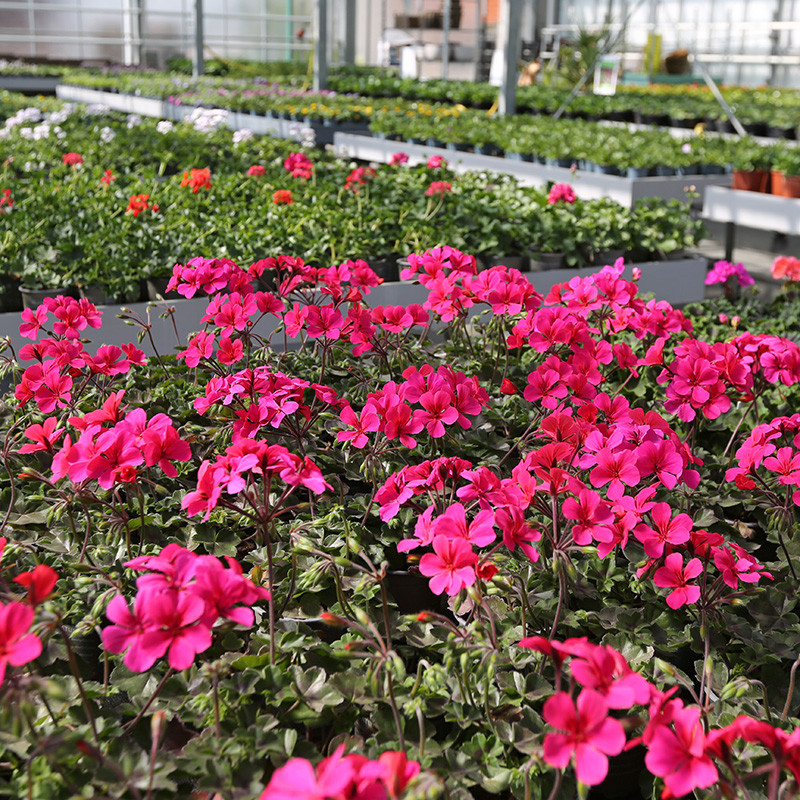 Bloemen en decoratie | Vanallemeersch-Deraedt