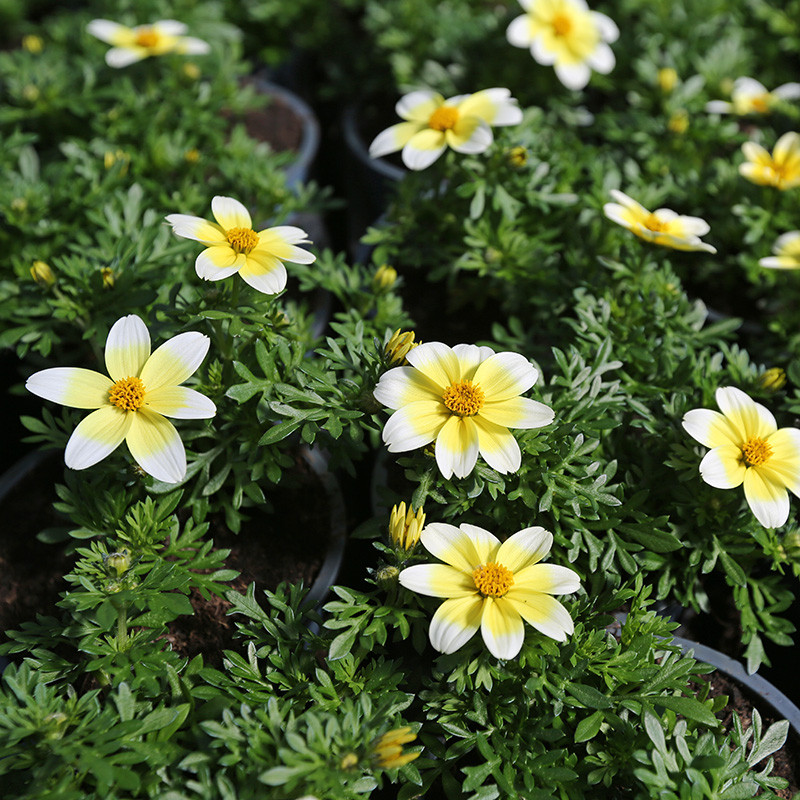 Bloemen en decoratie | Vanallemeersch-Deraedt