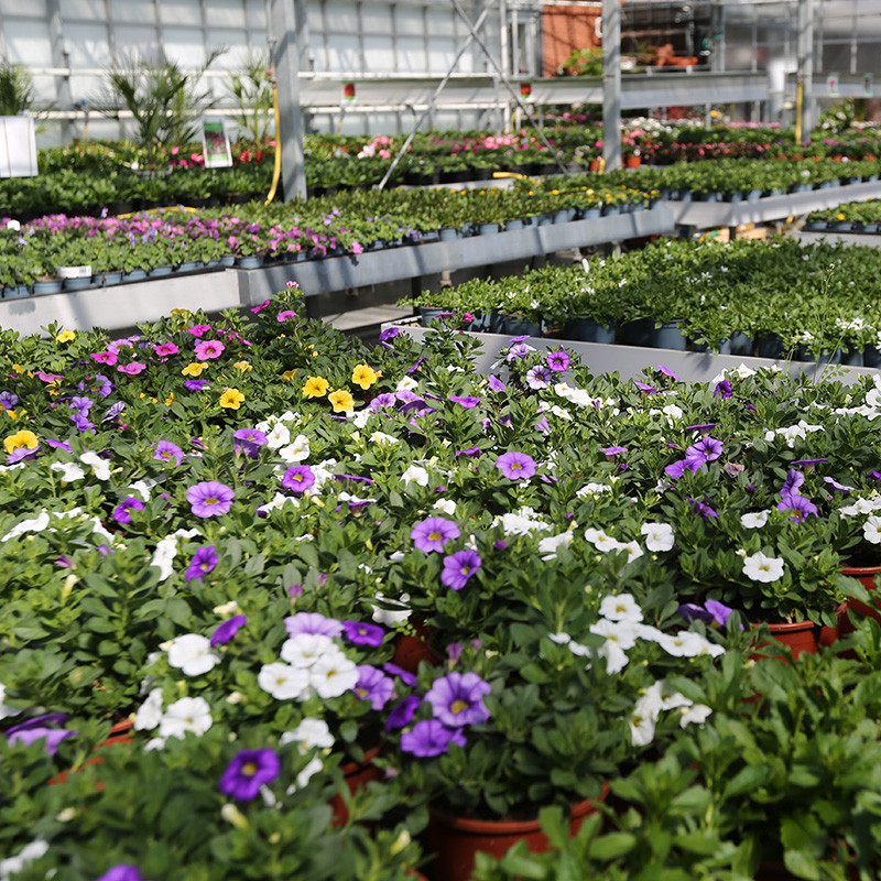 Bloemen en decoratie | Vanallemeersch-Deraedt