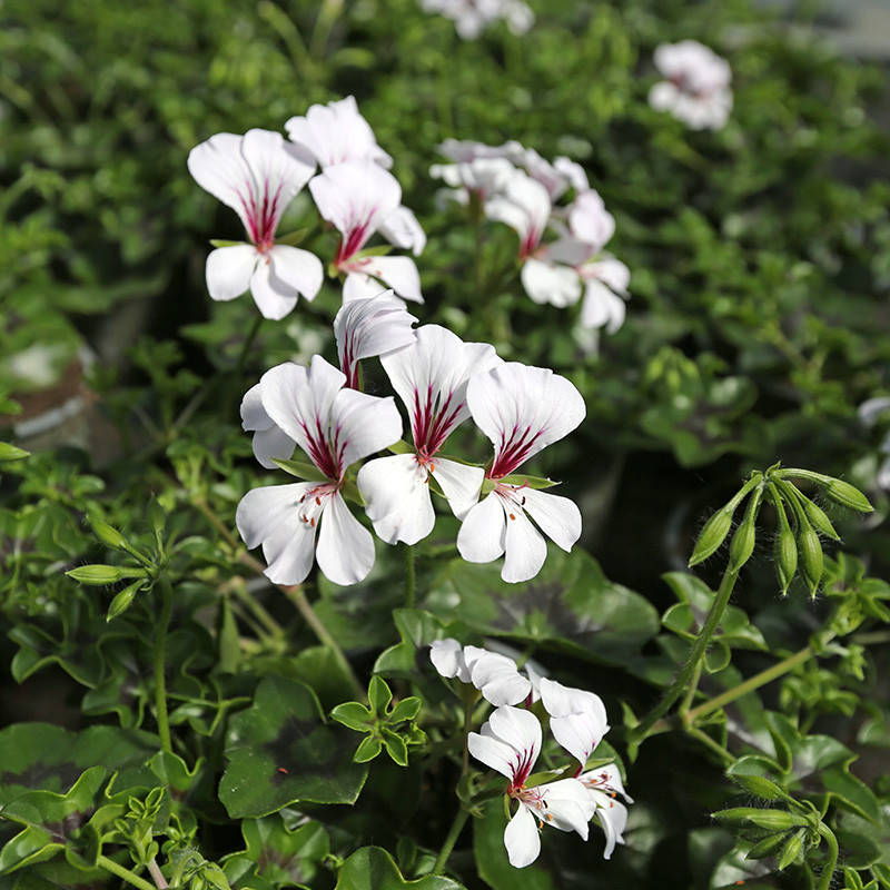 Bloemen en decoratie | Vanallemeersch-Deraedt