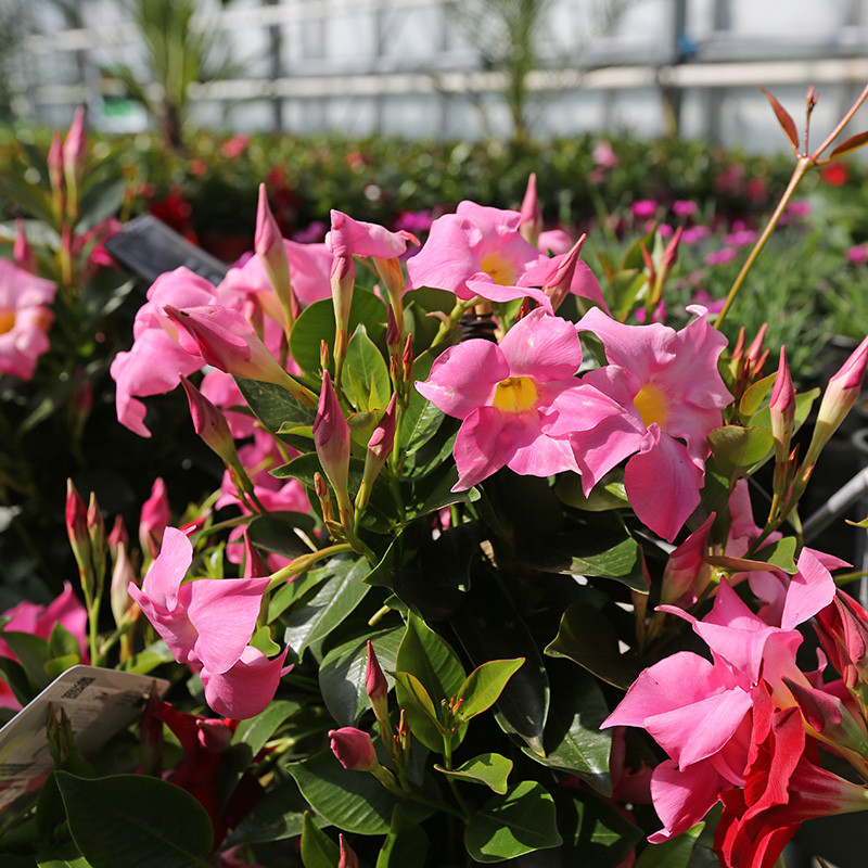 Bloemen en decoratie | Vanallemeersch-Deraedt