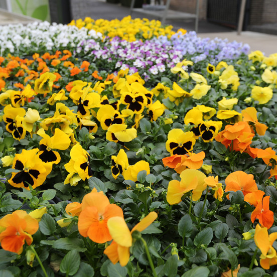 Lente 2026 Lente 2026