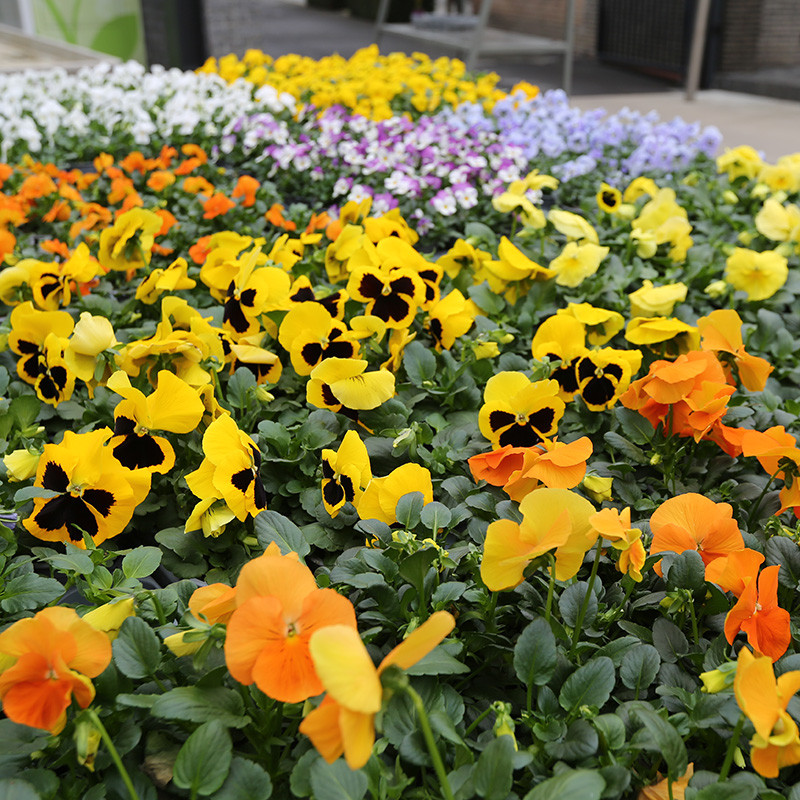 Bloemen en decoratie | Vanallemeersch-Deraedt Bloemen en decoratie | Vanallemeersch-Deraedt