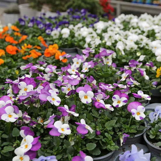 Lente 2026 Lente 2026