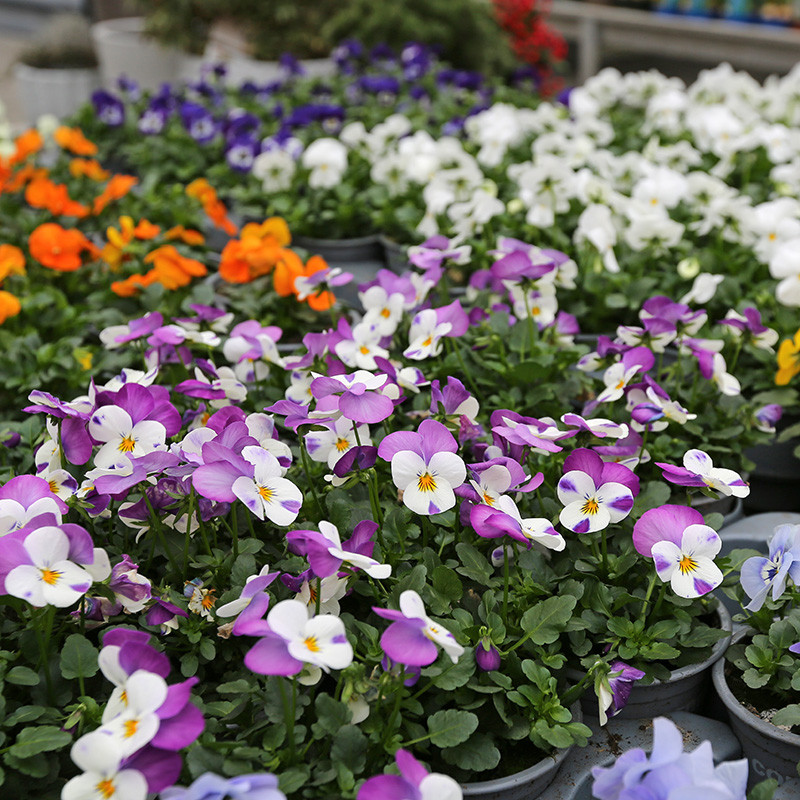 Bloemen en decoratie | Vanallemeersch-Deraedt Bloemen en decoratie | Vanallemeersch-Deraedt