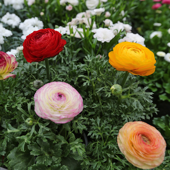 Lente 2026 Lente 2026