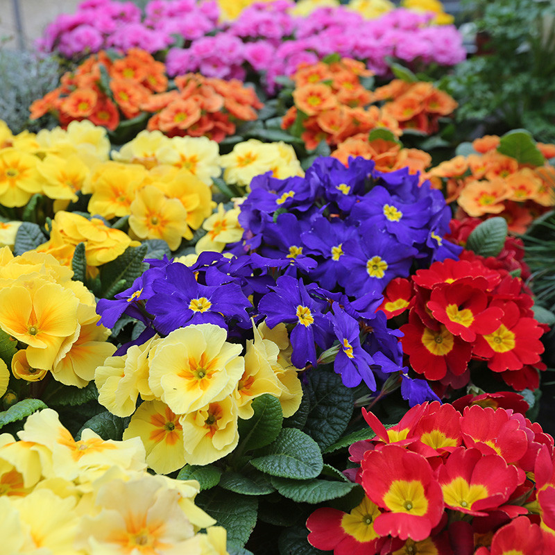 Bloemen en decoratie | Vanallemeersch-Deraedt Bloemen en decoratie | Vanallemeersch-Deraedt