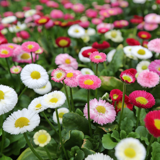 Lente 2026 Lente 2026