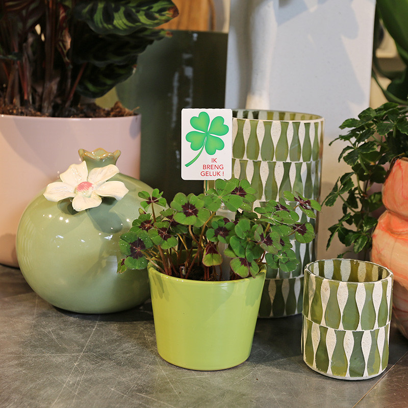 Bloemen en decoratie | Vanallemeersch-Deraedt Bloemen en decoratie | Vanallemeersch-Deraedt