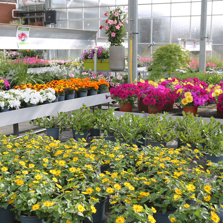 Bloemen en decoratie | Vanallemeersch-Deraedt