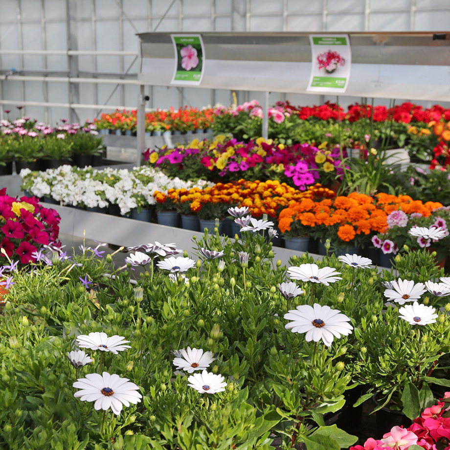 Bloemen en decoratie | Vanallemeersch-Deraedt