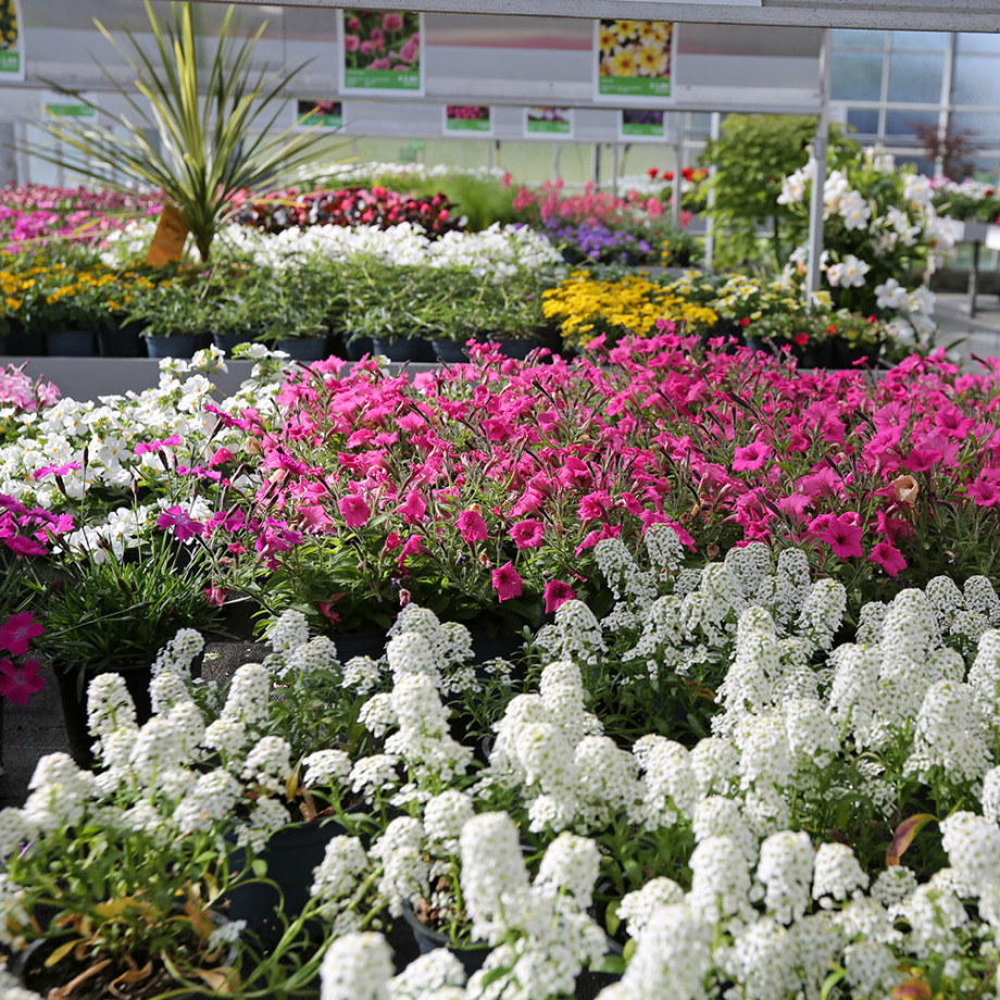 Bloemen en decoratie | Vanallemeersch-Deraedt
