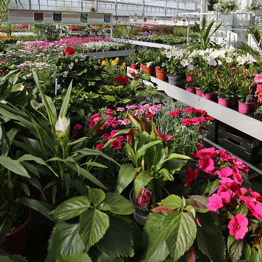 Bloemen en decoratie | Vanallemeersch-Deraedt