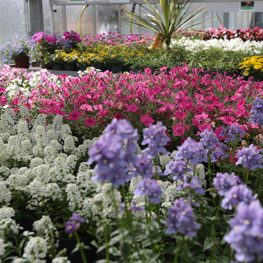Bloemen en decoratie | Vanallemeersch-Deraedt