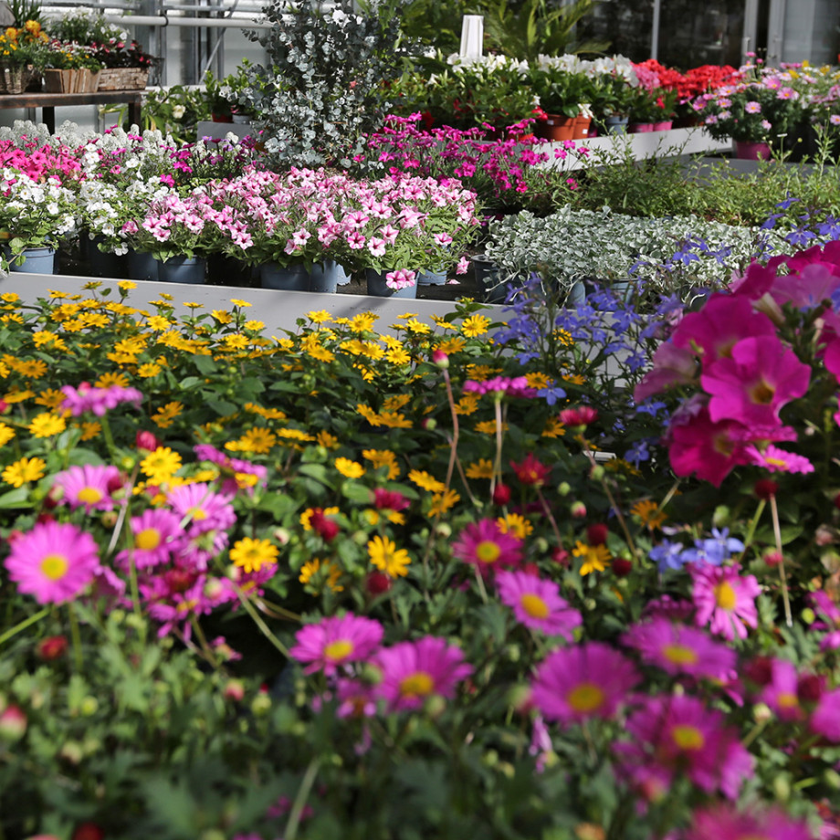 Bloemen en decoratie | Vanallemeersch-Deraedt