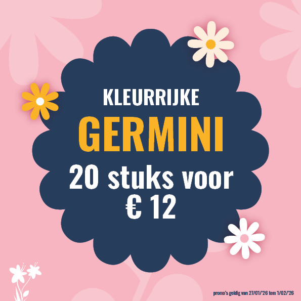 Bloemen en decoratie | Vanallemeersch-Deraedt