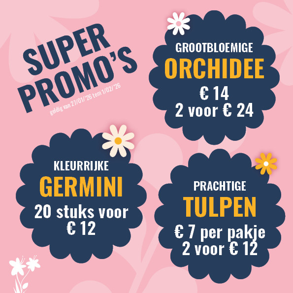 Bloemen en decoratie | Vanallemeersch-Deraedt