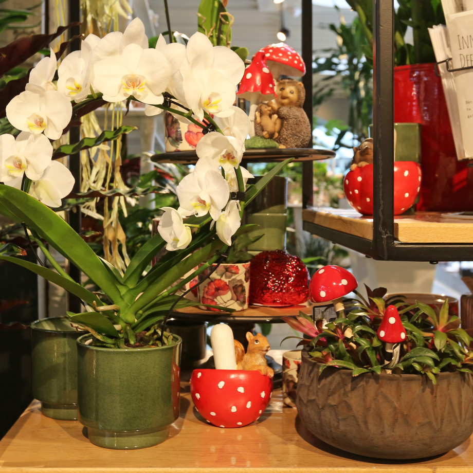 Bloemen en decoratie | Vanallemeersch-Deraedt Bloemen en decoratie | Vanallemeersch-Deraedt