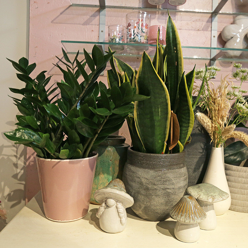 Bloemen en decoratie | Vanallemeersch-Deraedt Bloemen en decoratie | Vanallemeersch-Deraedt