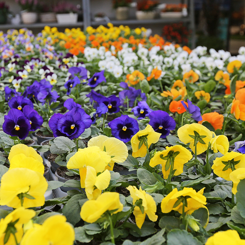 Bloemen en decoratie | Vanallemeersch-Deraedt Bloemen en decoratie | Vanallemeersch-Deraedt