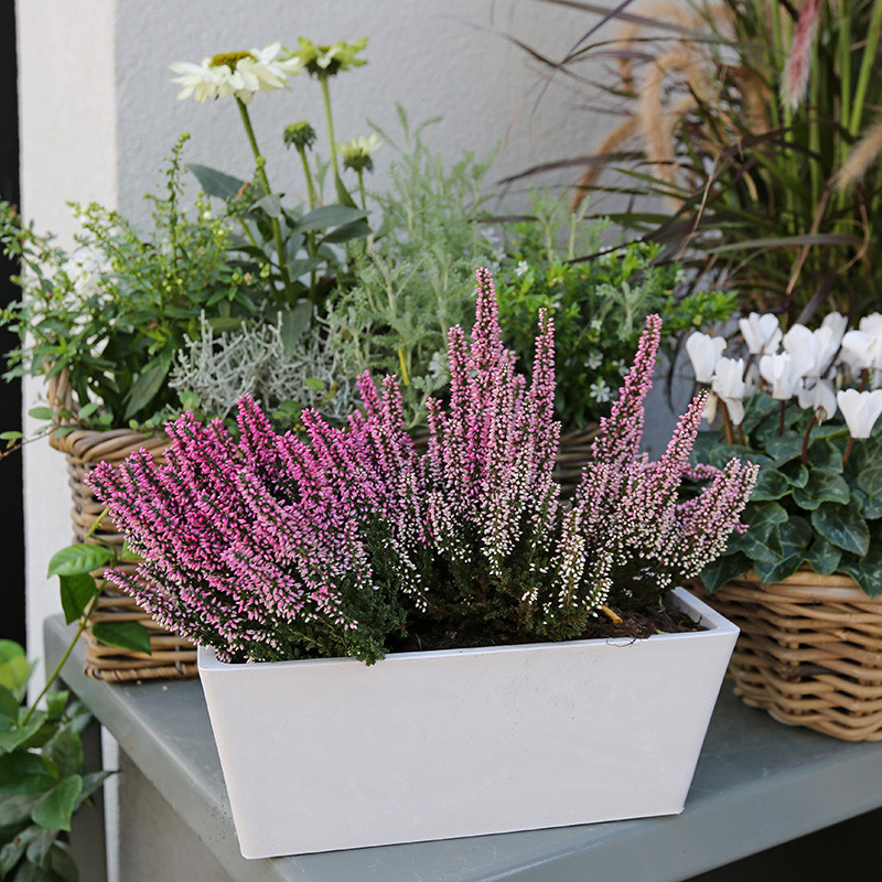Bloemen en decoratie | Vanallemeersch-Deraedt Bloemen en decoratie | Vanallemeersch-Deraedt