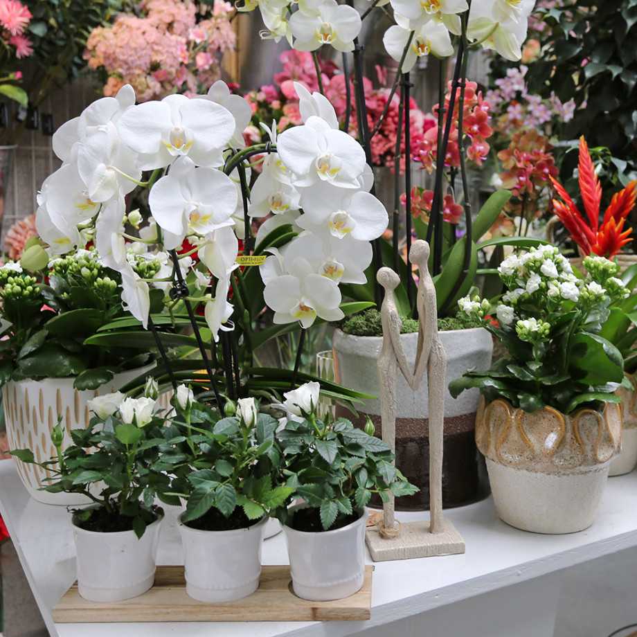 Bloemen en decoratie | Vanallemeersch-Deraedt Bloemen en decoratie | Vanallemeersch-Deraedt