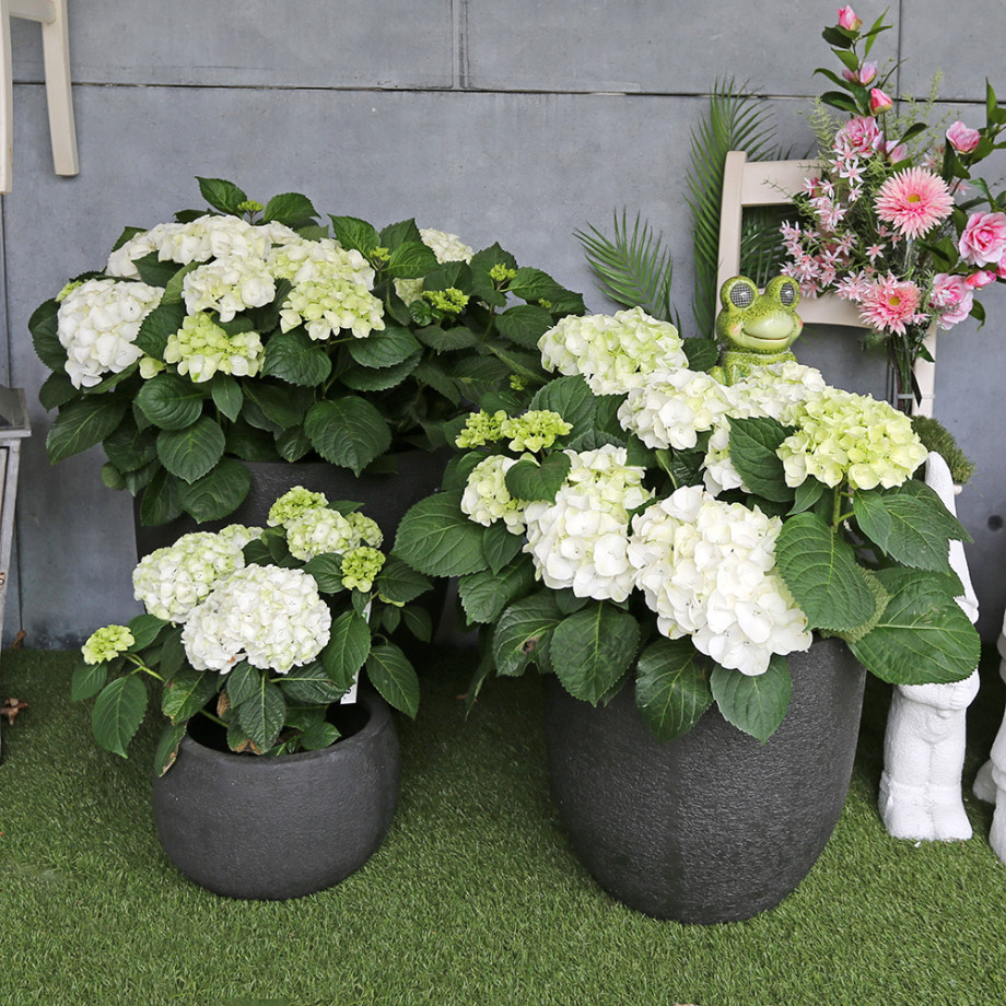 Bloemen en decoratie | Vanallemeersch-Deraedt Bloemen en decoratie | Vanallemeersch-Deraedt