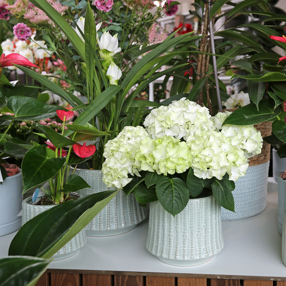 Bloemen en decoratie | Vanallemeersch-Deraedt Bloemen en decoratie | Vanallemeersch-Deraedt