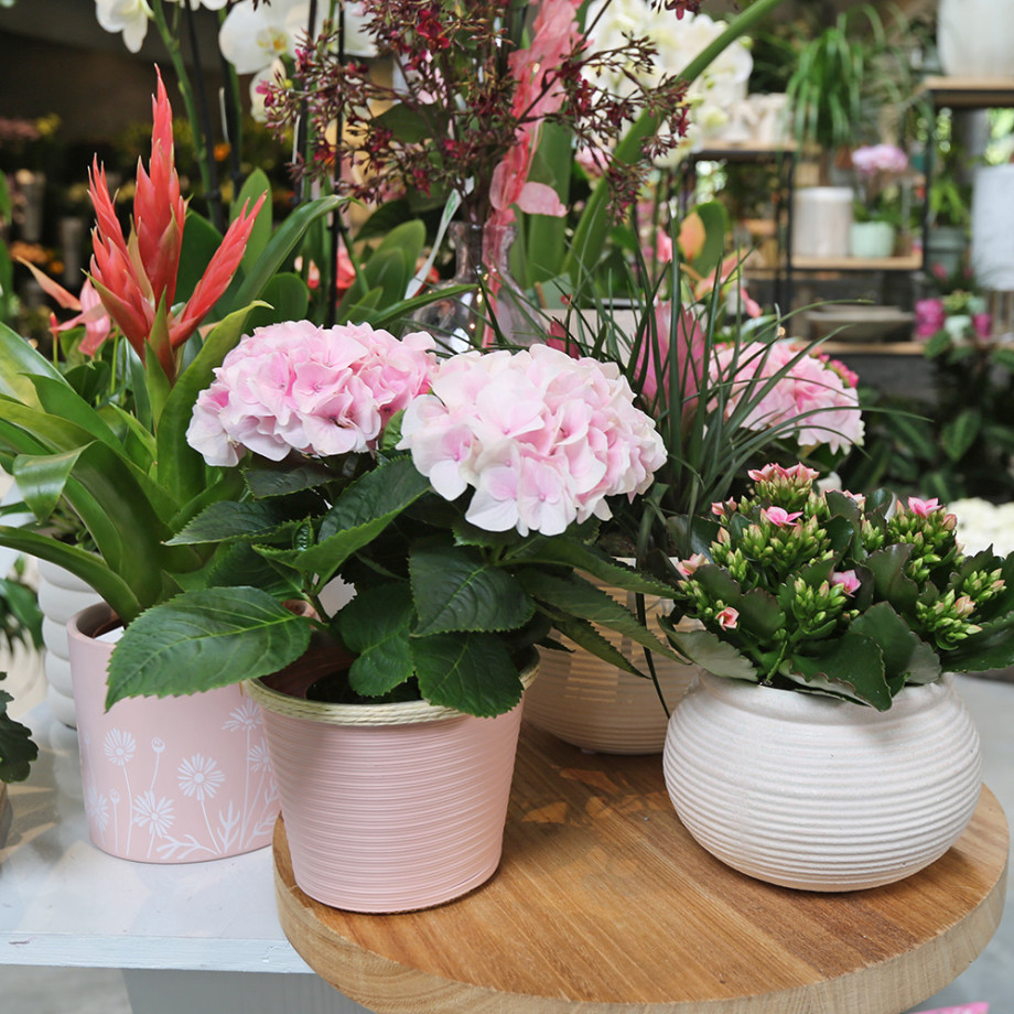 Bloemen en decoratie | Vanallemeersch-Deraedt Bloemen en decoratie | Vanallemeersch-Deraedt