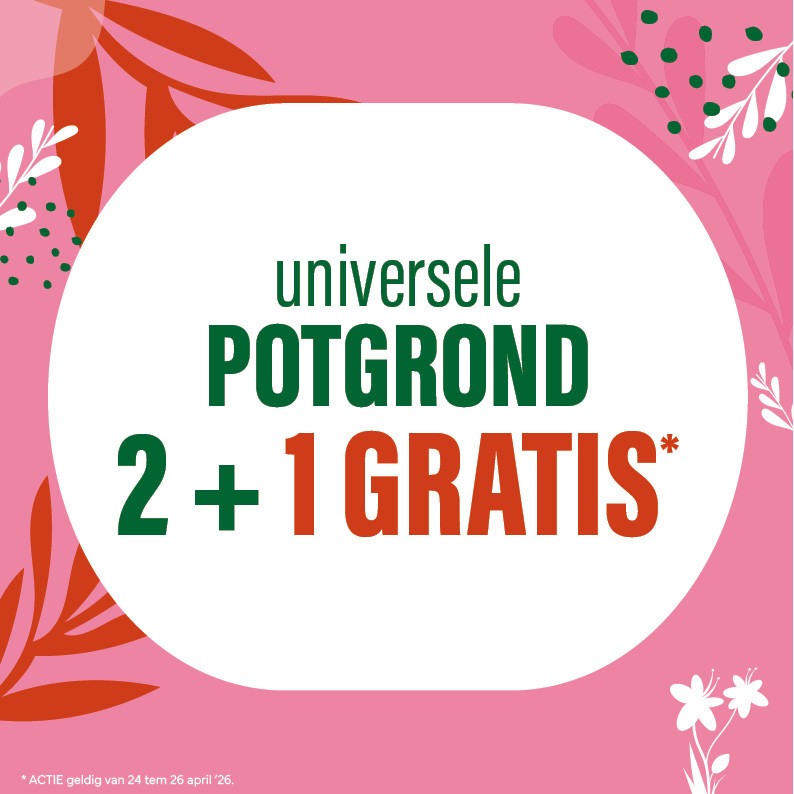 Bloemen en decoratie | Vanallemeersch-Deraedt