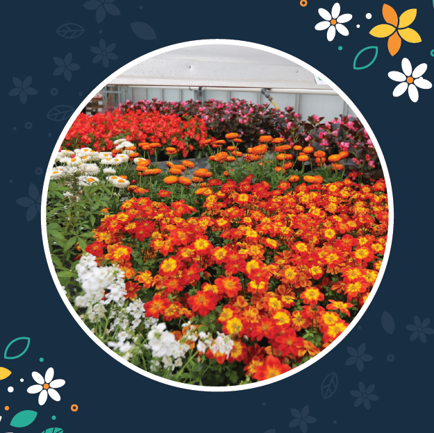 Bloemen en decoratie | Vanallemeersch-Deraedt Bloemen en decoratie | Vanallemeersch-Deraedt