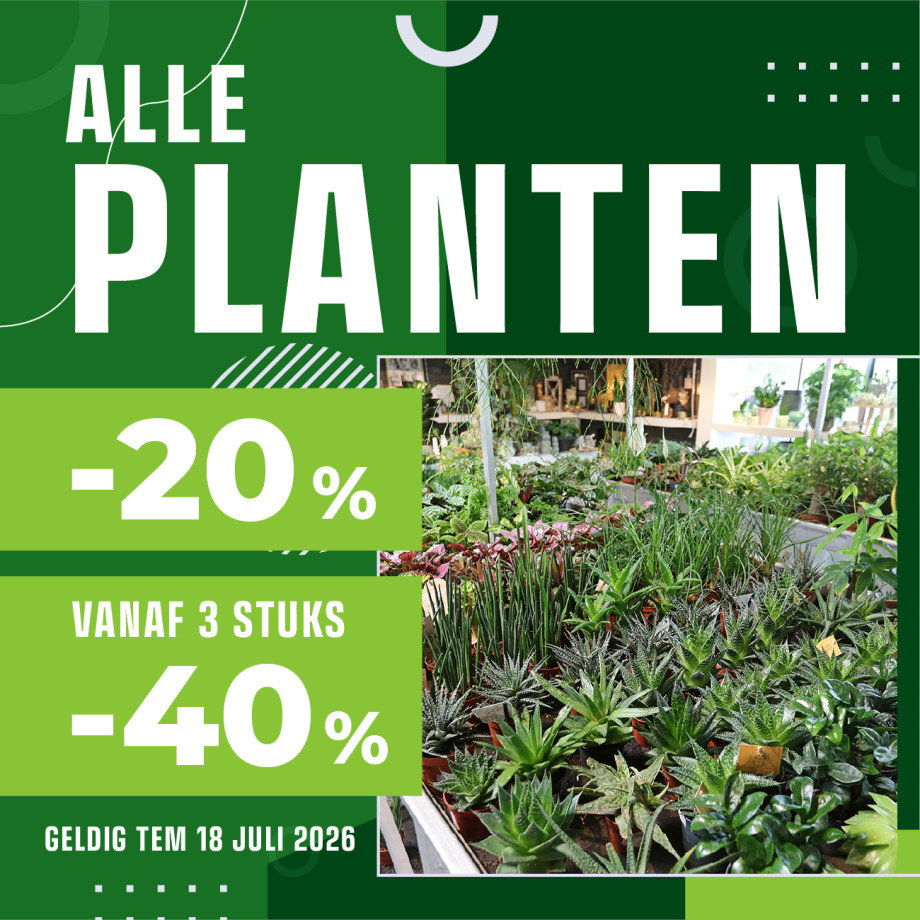 Bloemen en decoratie | Vanallemeersch-Deraedt