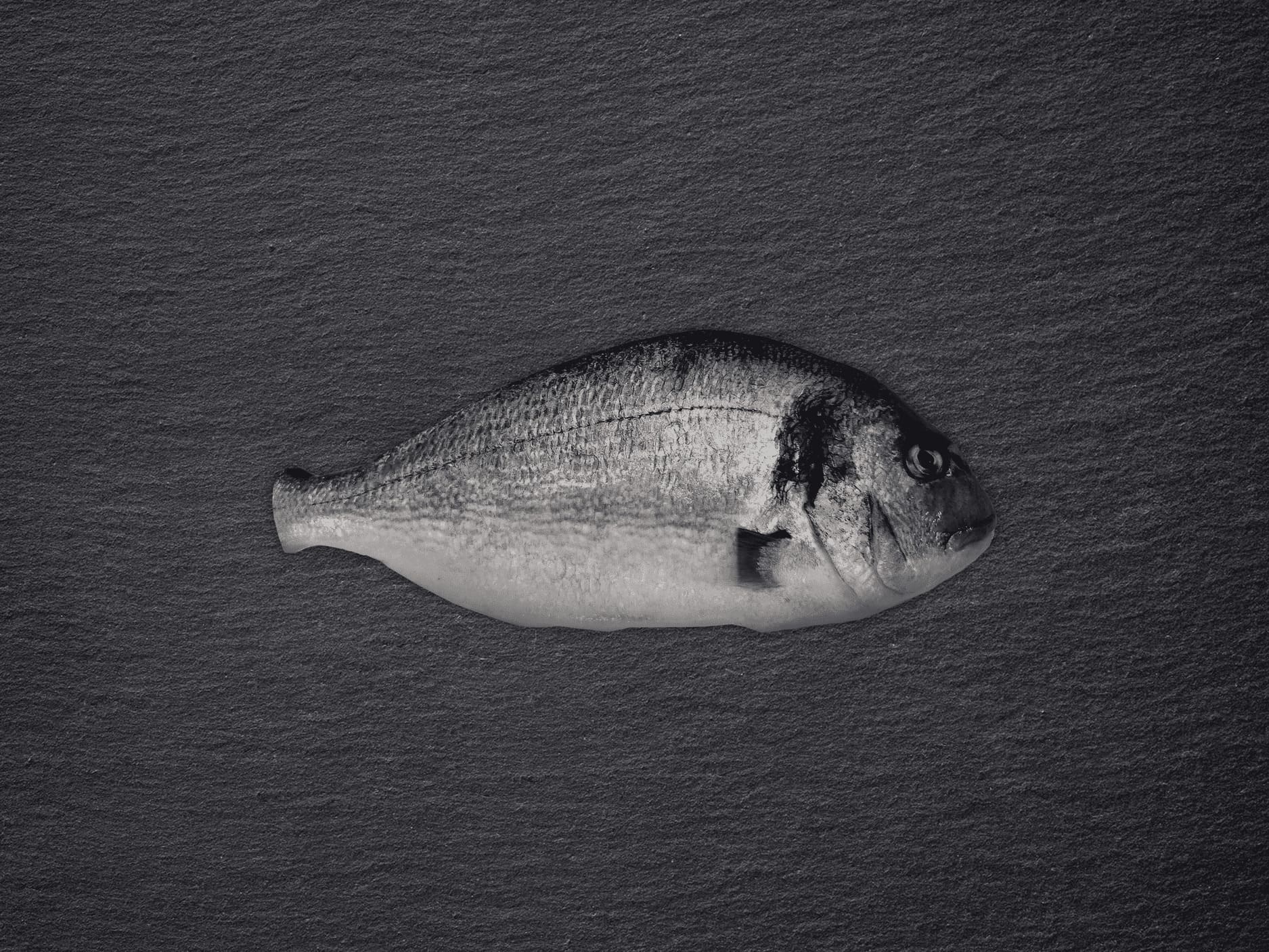 Dorade Royal bruto 400/600gr - De Vistrap