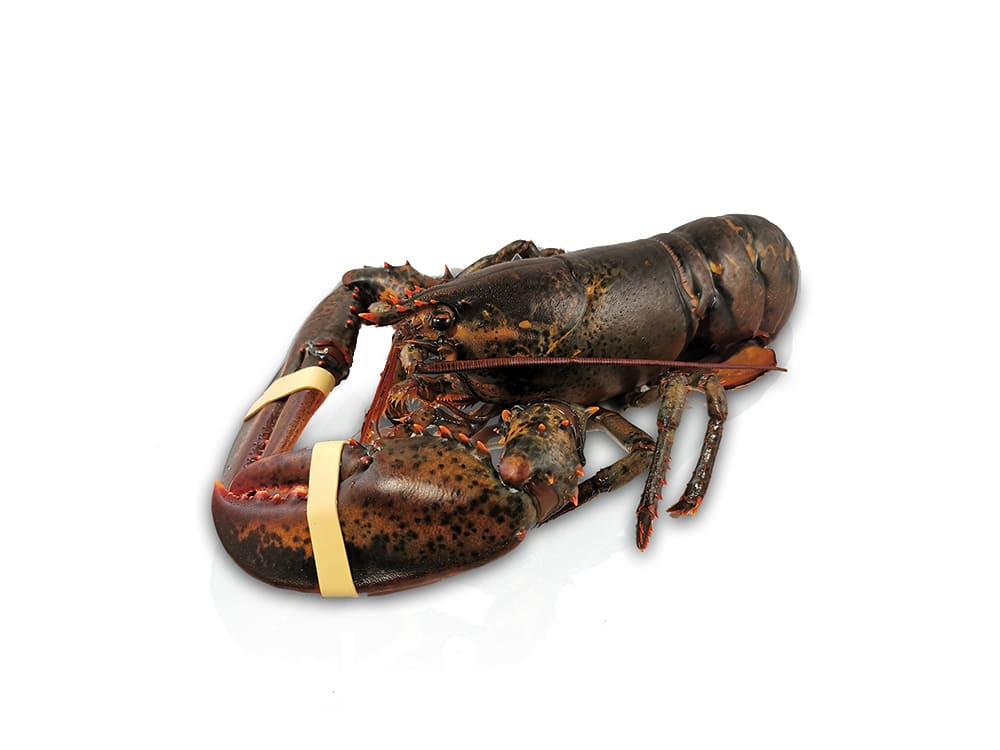 Kreeft levend