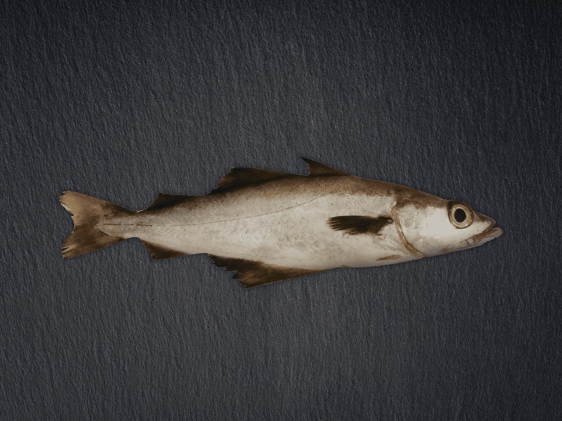 vlaswijting-bruto-leisteen