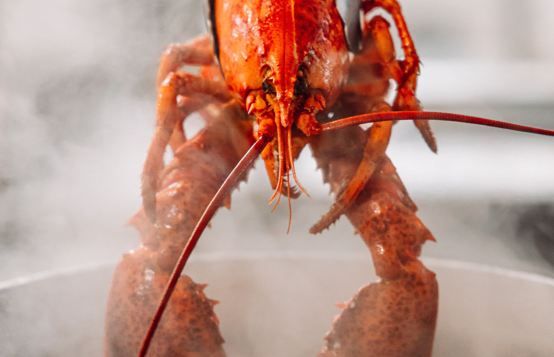 VISTRAP_2025_DEC_Kreeft_blog