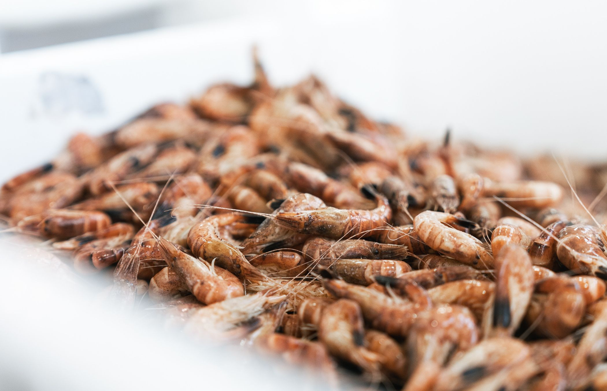 VISTRAP_2025_OKT_Garnaal_blog